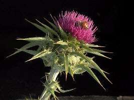 Milk thistle herbal remedy